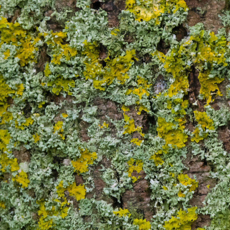Yellow, green, grey: lichens on a tree trunk
