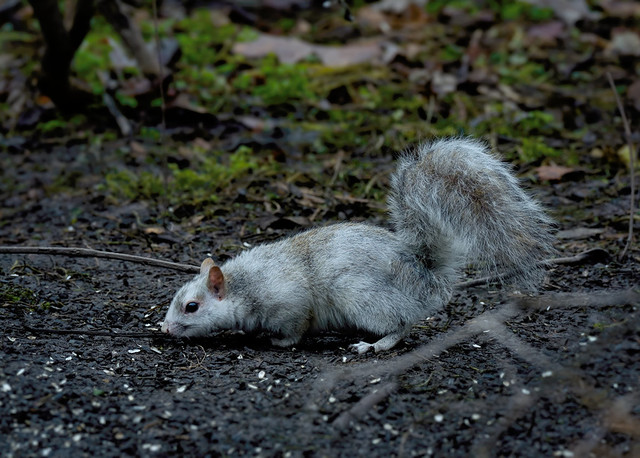 Écureuil gris de Caroline --- Eastern gray squirrel --- Ardilla gris de las Carolinas