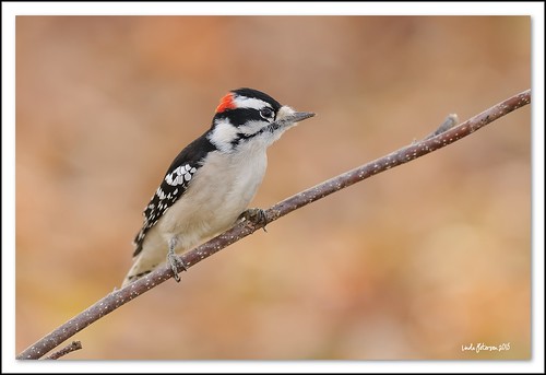 downy woodpecker | by lindapp57