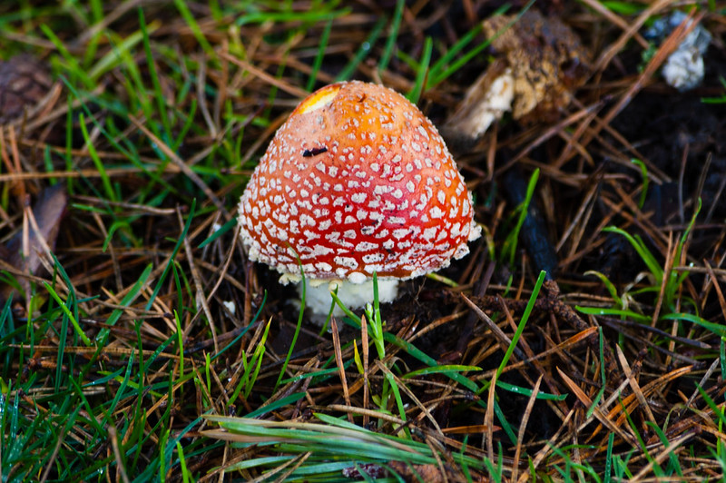 Fly agaric under Scots pine