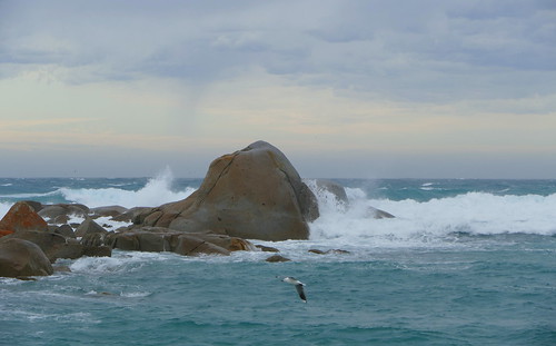 waves northeastrock silvergull northeastriver tasmansea flindersisland tasmania australia