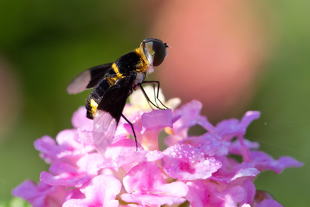 I'm not sure if this is a bee or wasp, but here she is on a flower :-D Tarrazú, Costa Rica