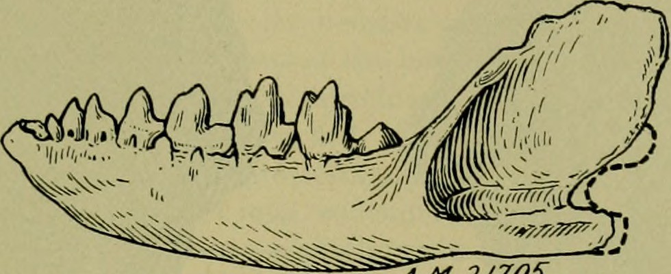 Nakapithecus Image from page 88 of