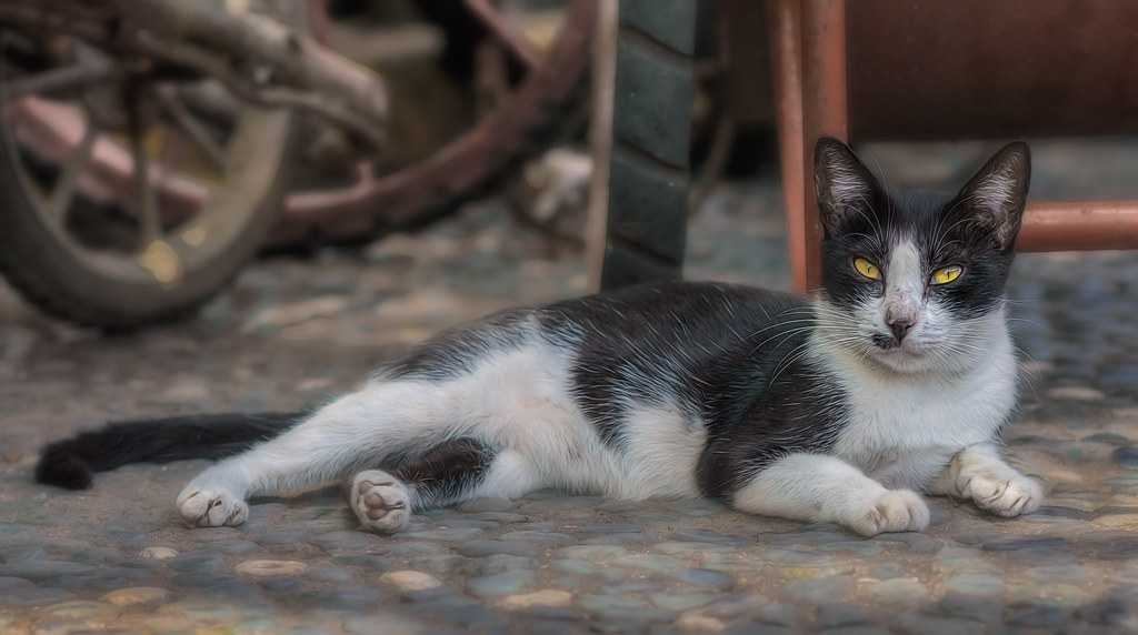 Alley Cat | A feral feline rests in the shadows of parked pe… | Flickr