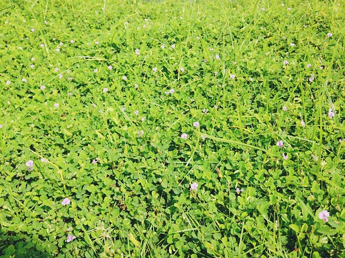 violetflowergreengrass