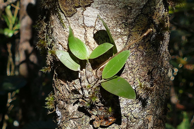 Dendrobium oppositifolium