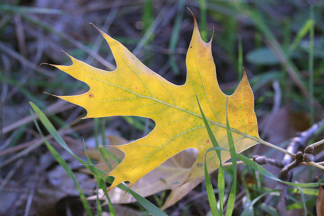 Yellow black oak leaf