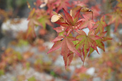 Maple leaves | by Chen WenYuan