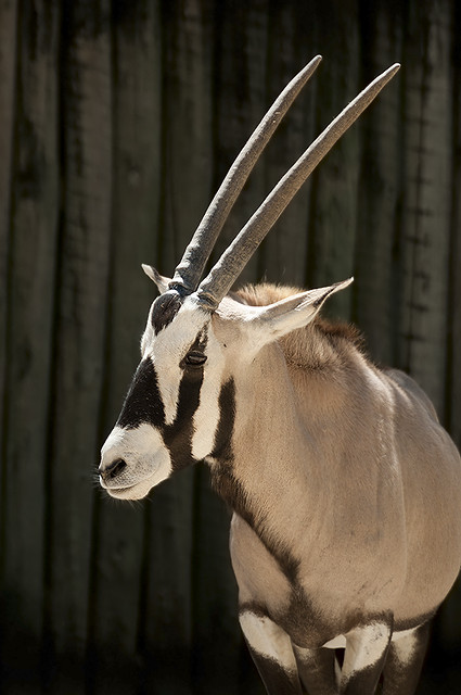 Oryx gazella - Gemsbok
