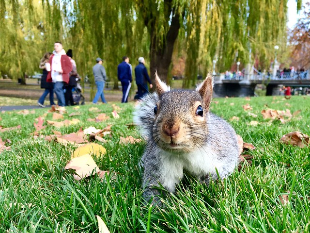Squirrel in Boston Public Garden