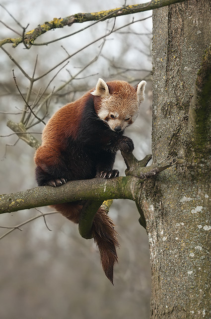 Ailurus fulgens f. - Lesser Panda
