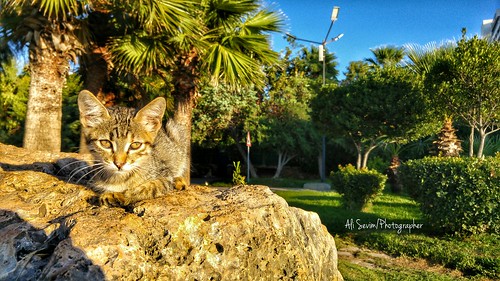 city sunset sun nature animal cat turkey photo photographer türkiye antalya mylife kedi photooftheday lgg4