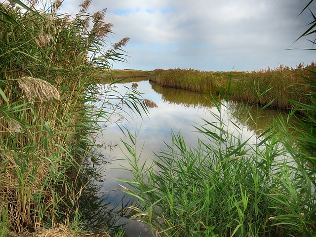 Marsh at East Harbor (Pilgrim Lake)