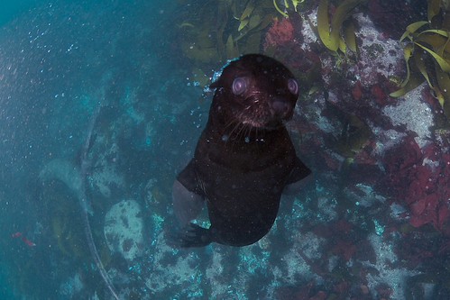 DSC_0188 9 | by FreeDive World