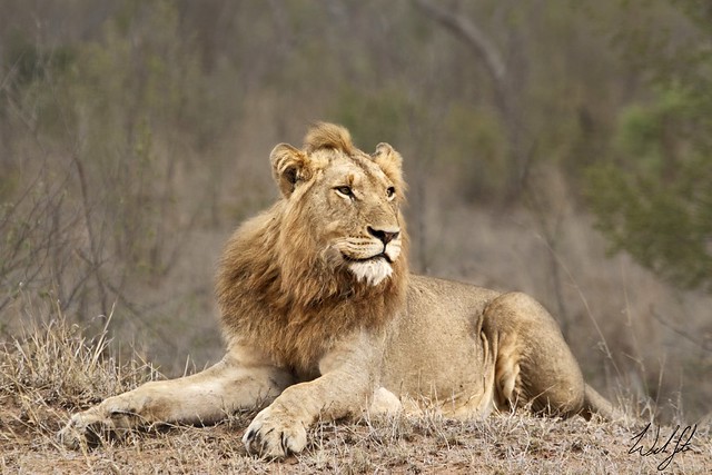Lion- Kruger National Park, South Africa
