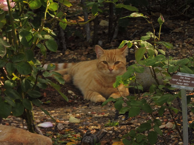 P1030355 lanky orange cat