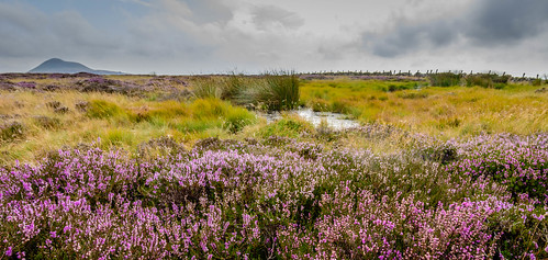 west grass clouds scotland purple unitedkingdom fife heather hill leslie gb lomond falkland