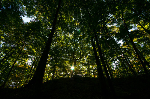 trees ny newyork leaves backlight woods backlit westchestercounty sigma1020mm southsalem lewisboro leonlevypreserve