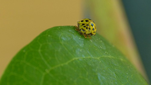 Yellow Ladybug | by Erich Hochstöger