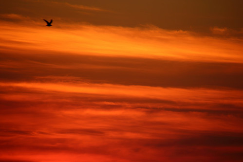 sunset bird beach clouds seagull melbourne portphillipbay silvergull victoriaaustralia chroicocephalusnovaehollandiae