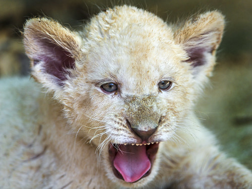 White lion cub yawning | A cute female white lion cub yawnin… | Flickr