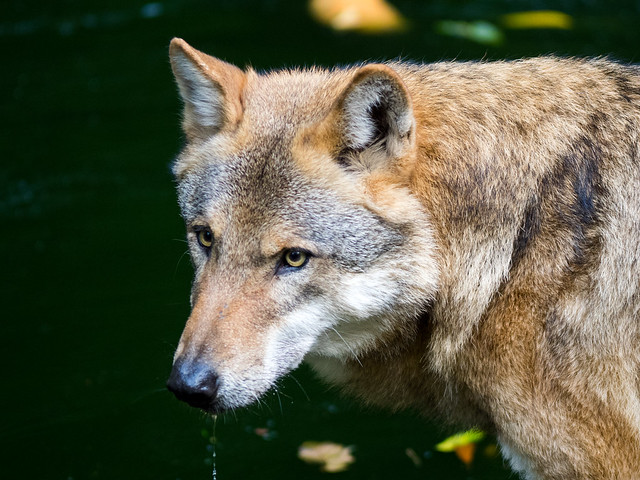 Wolf / Wolf (Canis Lupus)