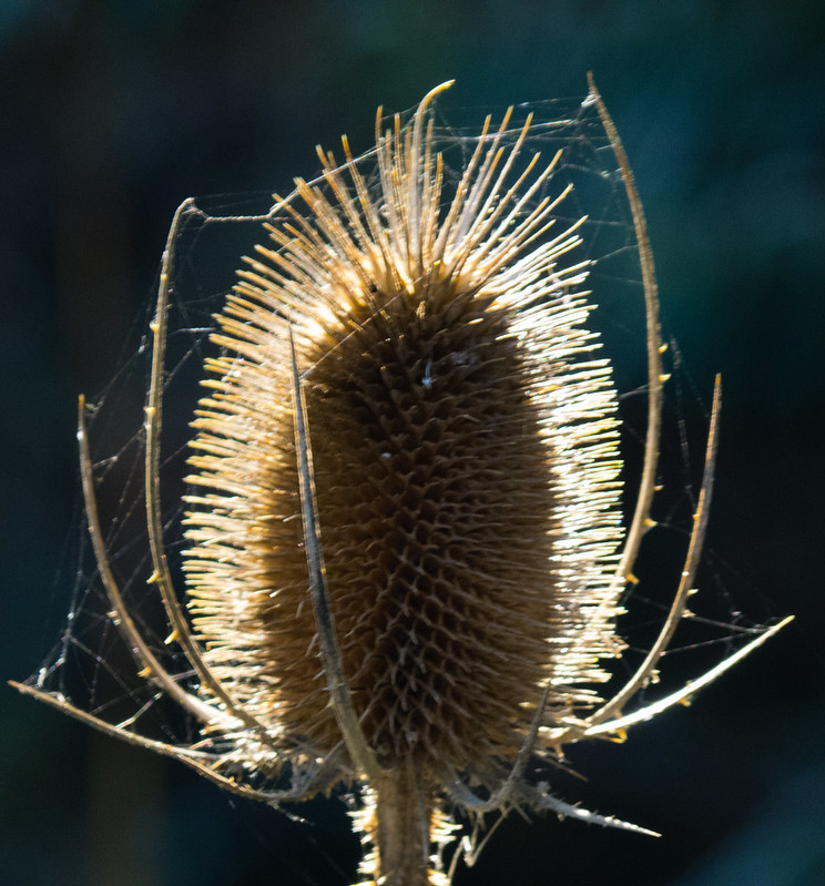 Teazle seedhead, backlit, with webbing
