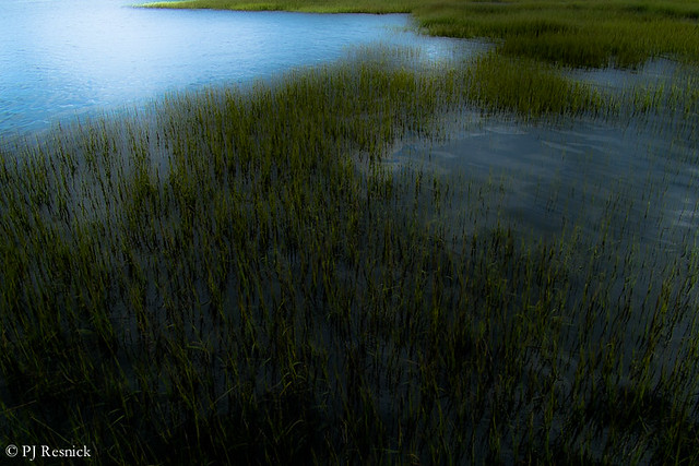 Light Entering the Marsh