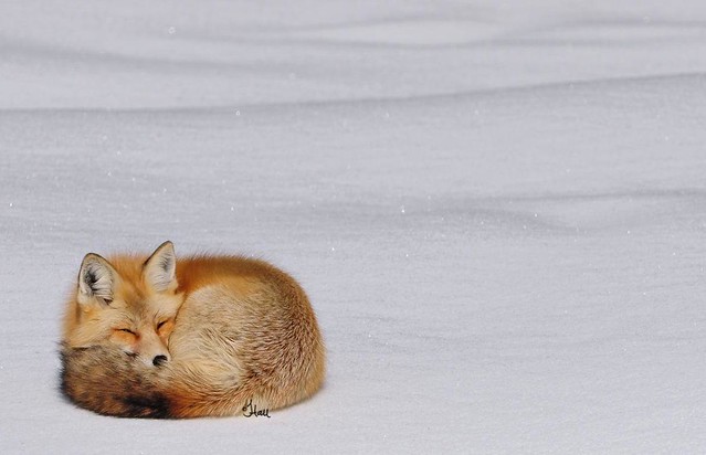 Red Fox Snuggled Up - 2005