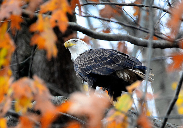 Fall Colors & An Eagle