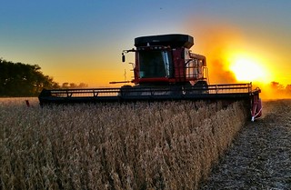 Soybean Harvest in South Dakota 2015