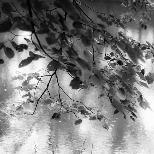 autumn trees blackandwhite bw abstract blur reflection water monochrome leaves forest river square landscape blackwhite woods nikon dof natural branches depthoffield desplainesriver d5000 noahbw ryersonwoodsforestpreserve