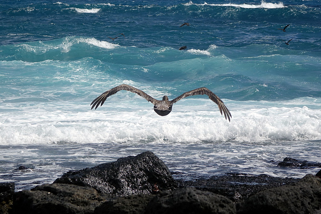 Print of Pelican flying at Tortuga Bay on Isla Santa Cruz in Galapagos Ecuador