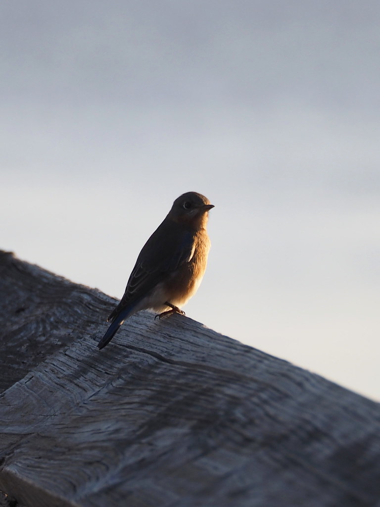 Bluebird | OLYMPUS DIGITAL CAMERA | carlinsc | Flickr