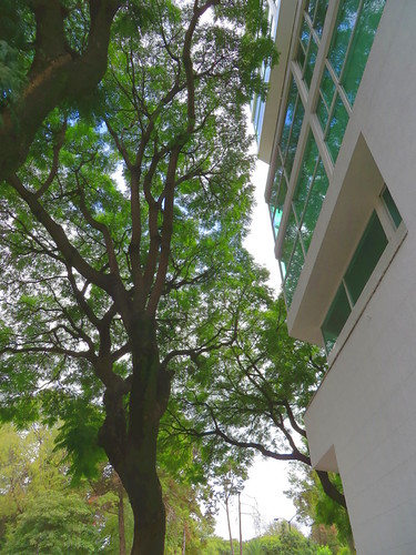 edificio y árbol | by dixmanx