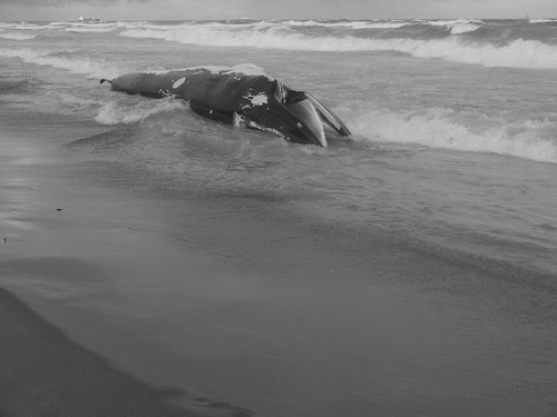 Dead Minke whale, Margate | by Dan Thompson