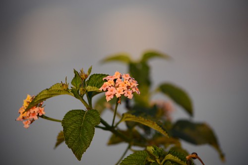 sunset plant flower nature leaves evening colorful bokeh