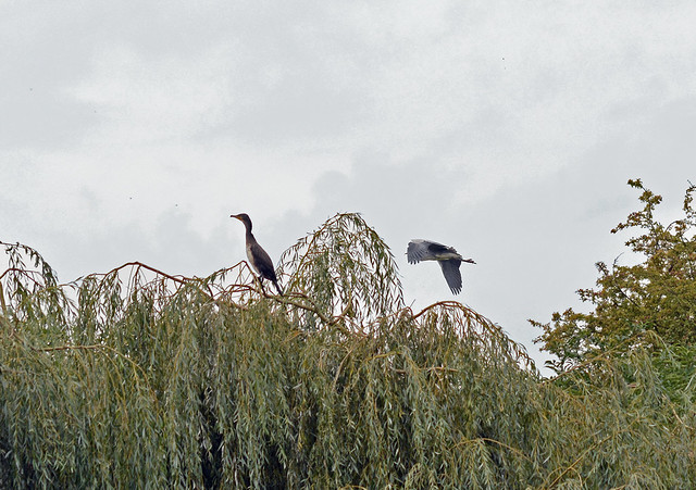 Cormorant and a Grey Heron flying beside it