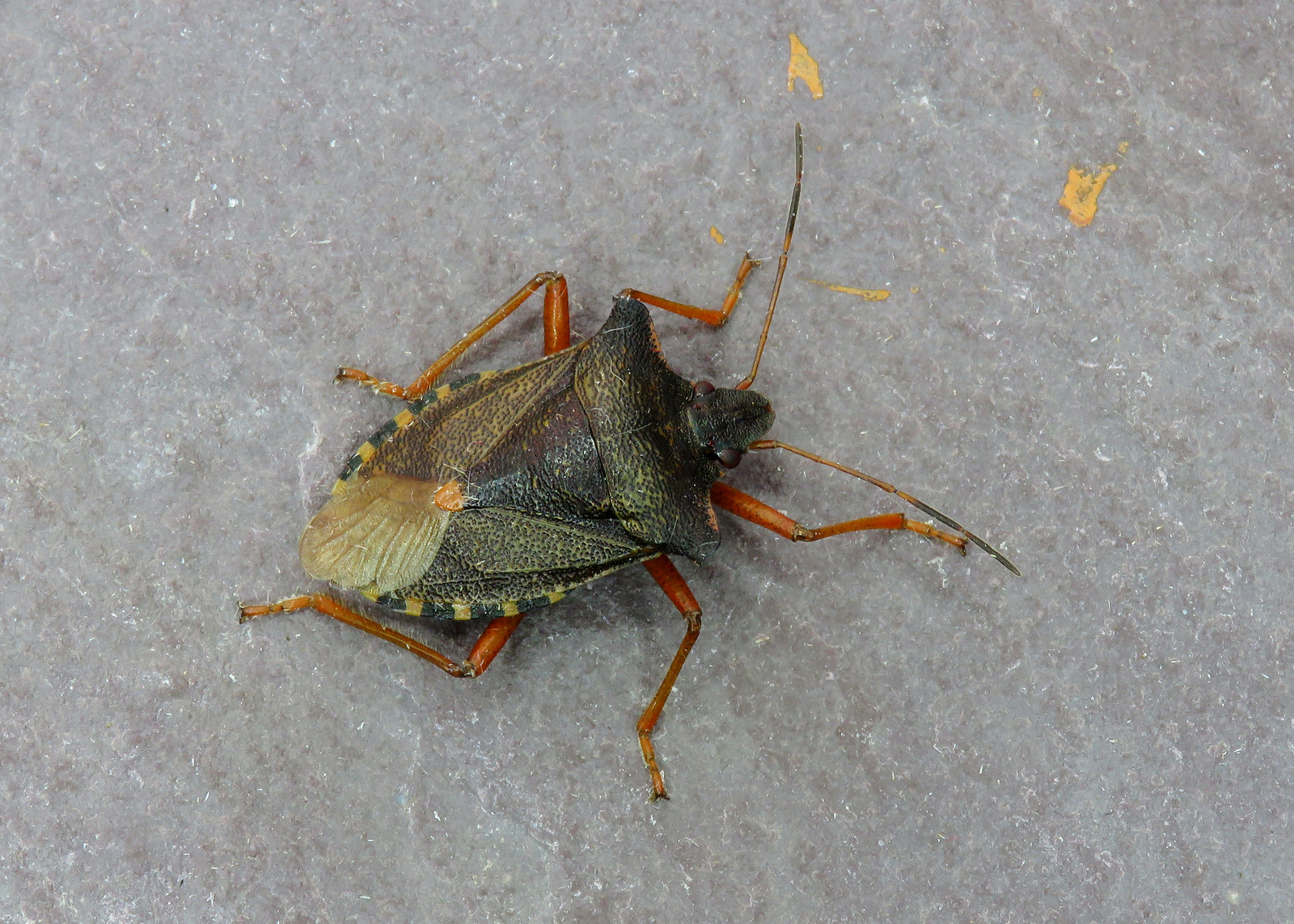 Red-legged Shieldbug - Pentatoma rufipes