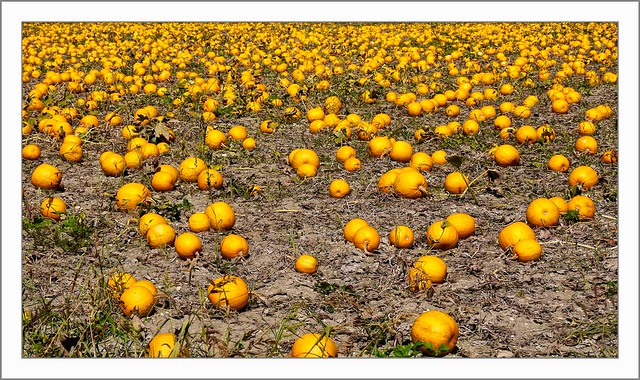 Ölkürbise / A field with öl-pumpkin