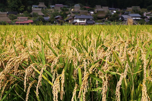 autumn building japan architecture landscape countryside construction kyoto rice 京都 日本 tradition 秋 woodenhouse miyama paddyfield 米 水田 収穫 稲作 美山 南丹市 伝統家屋 かやぶき屋根 茅葺き集落