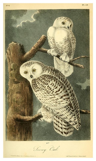003- Buho de las nieves- Vol1-1840-The birds of America…J.J. Audubon