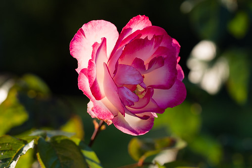 Contre-jour | Rose and backlight | Denis Bourez | Flickr