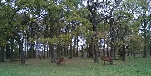 Deer Richmond Park