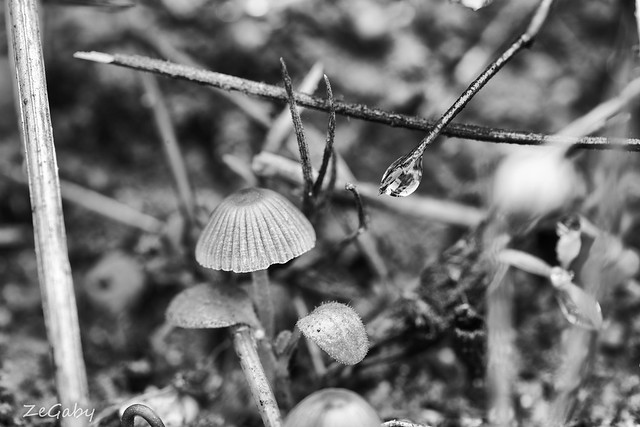 Mushrooms and a droplet