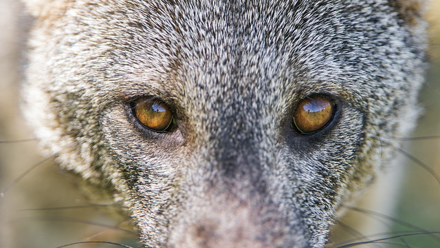 The eyes of the crab eating fox
