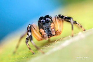 Jumping spider (Hypaeus sp.) - DSC_2396