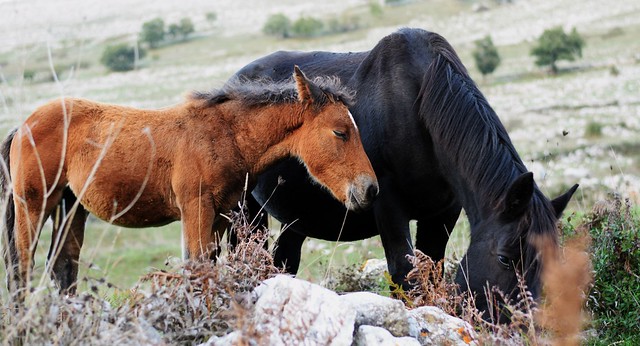 Mother and Son (Wild Italian Horses)