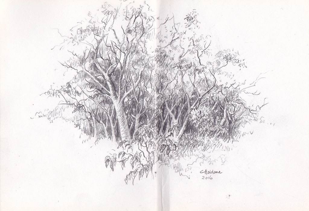 Bush Pencil Drawing