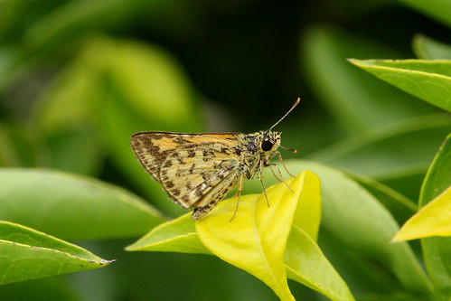 butterfly thailand nakhonsawan kongkien insect hesperiidae